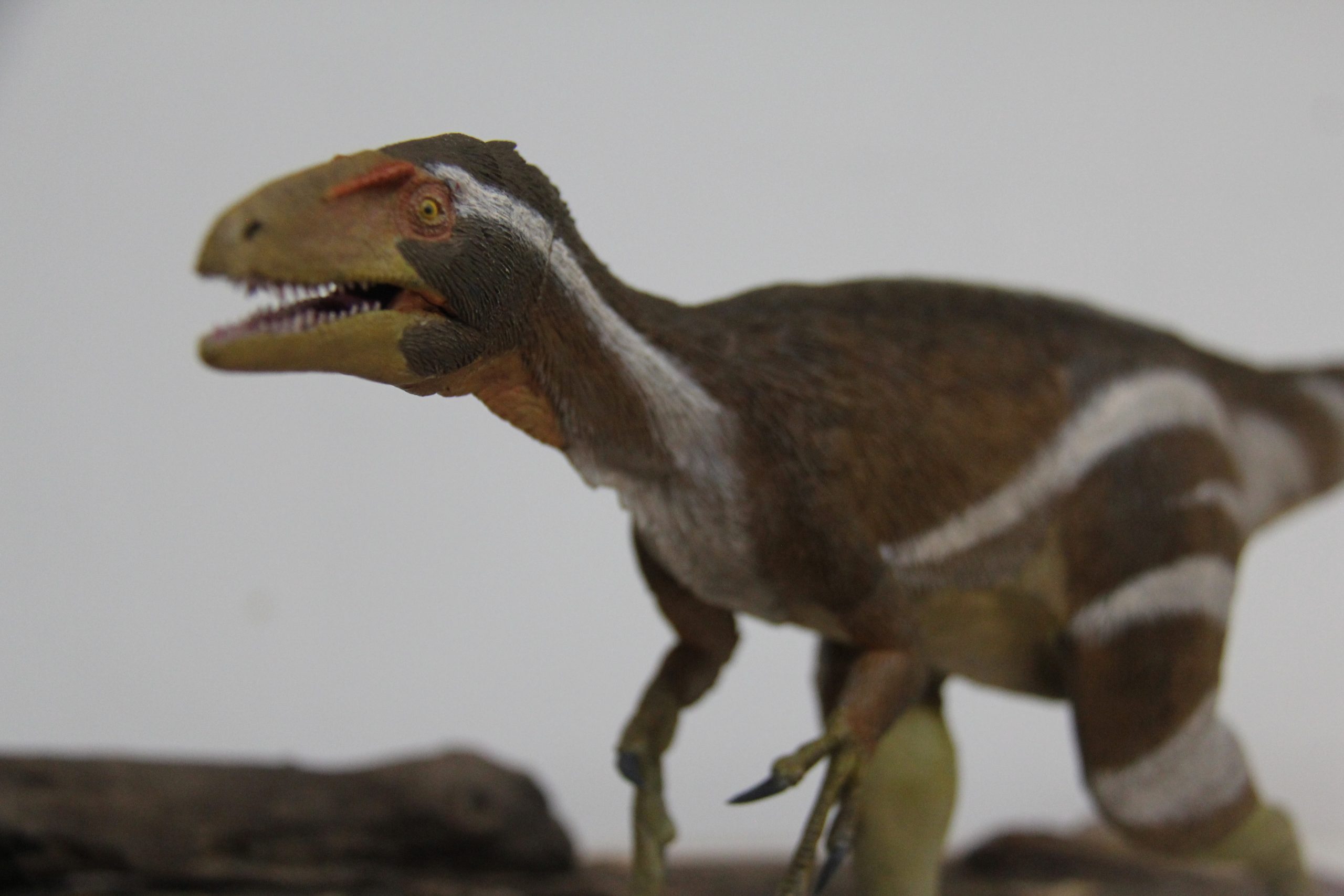 Museu de paleontologia da Urca recebe fóssil antigo de dinossauro