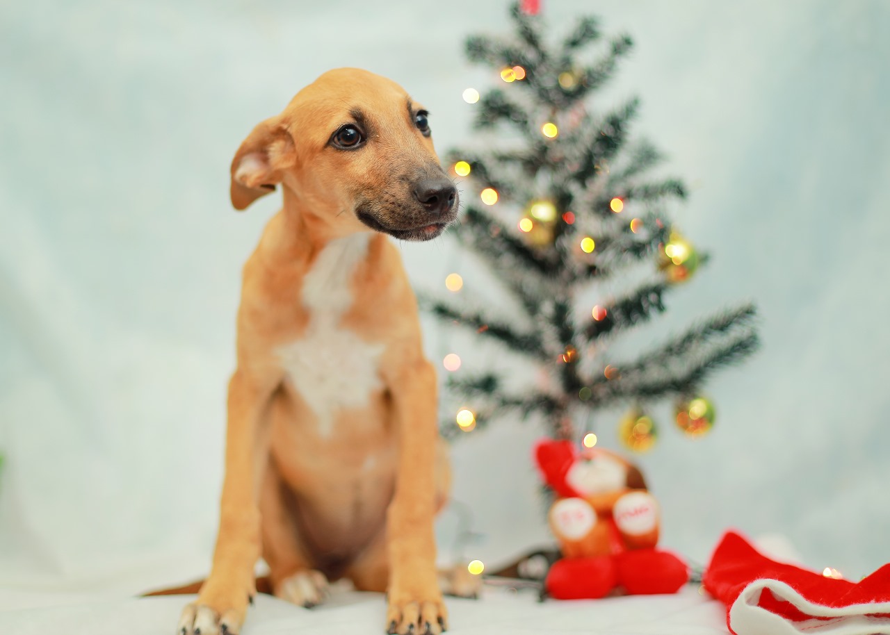 Prefeitura de Juazeiro realiza campanha natalina de adoção de Pet