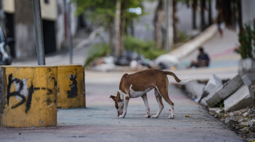 Centro de Zoonoses enfrenta crise com abandono de animais