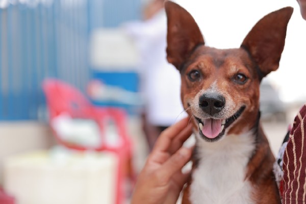 Pet Móvel realizará atendimentos gratuitos em Juazeiro