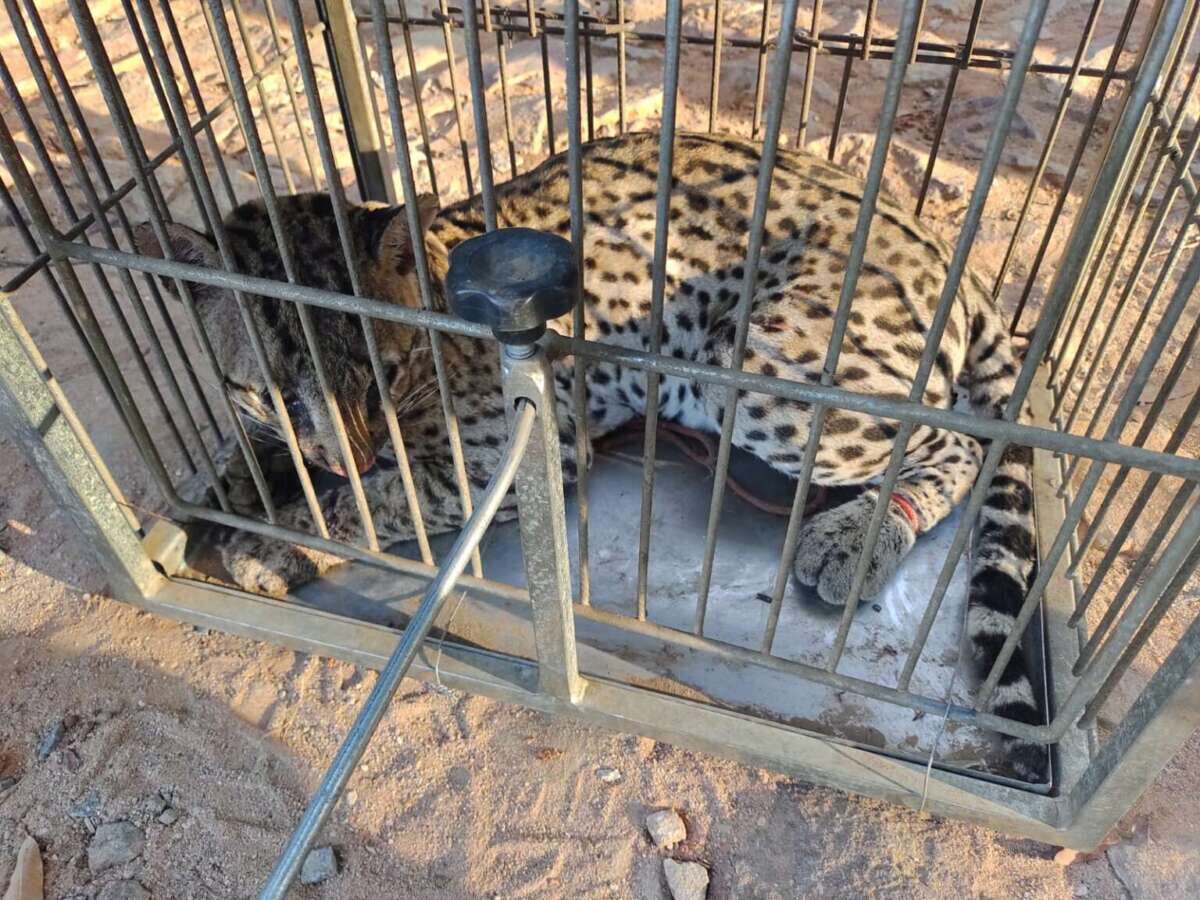 Jaguatirica é resgatada em Missão Velha