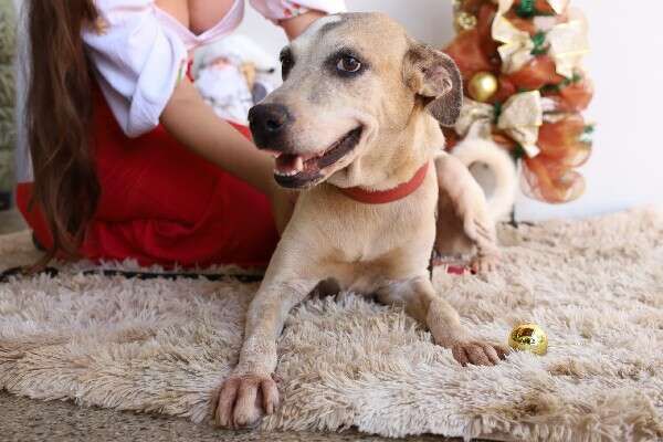 Unidade de Zoonoses de lança campanha natalina de adoção responsável