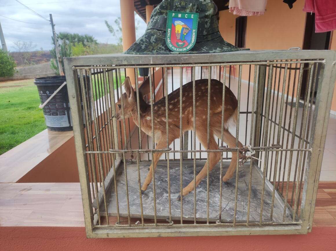 Filhote de veado-catingueiro é resgatado na zona rural de Várzea Alegre