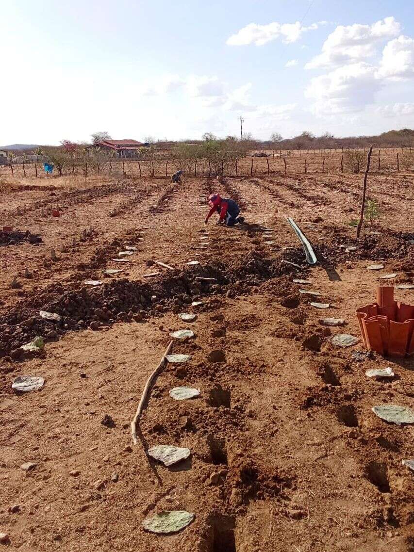 Fundação cratense apresenta resultados de ações de combate à desertificação na Caatinga