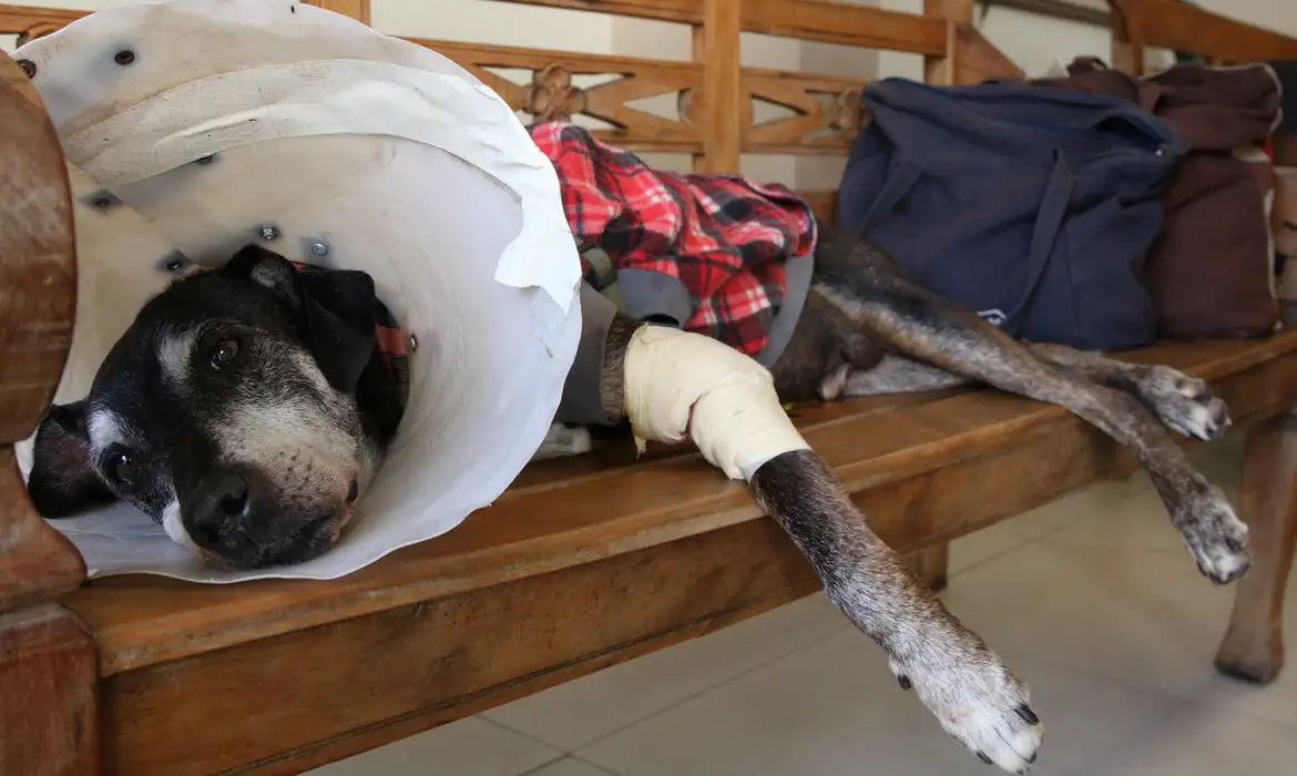 Cariri ganha oito programas de residência veterinária aprovados pelo MEC