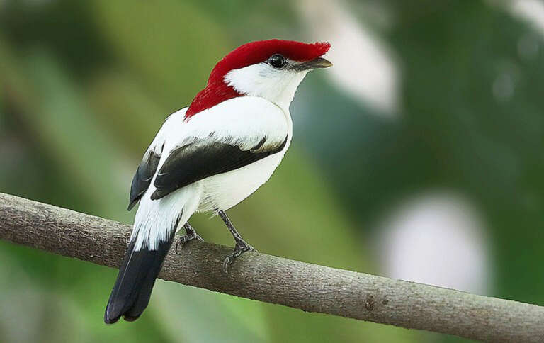 Risco a espécies endêmicas ameaça identidade do Cariri