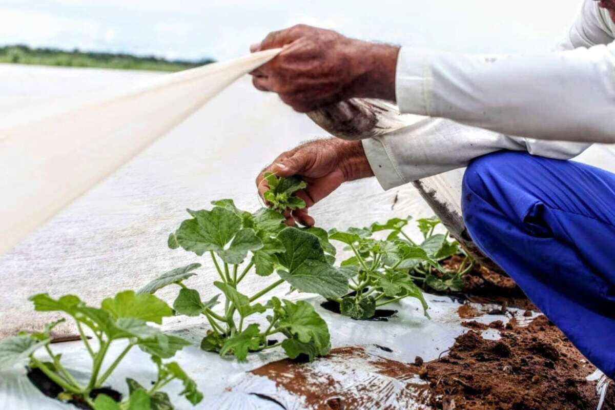 Chuvas abaixo da média impactam safra no Cariri