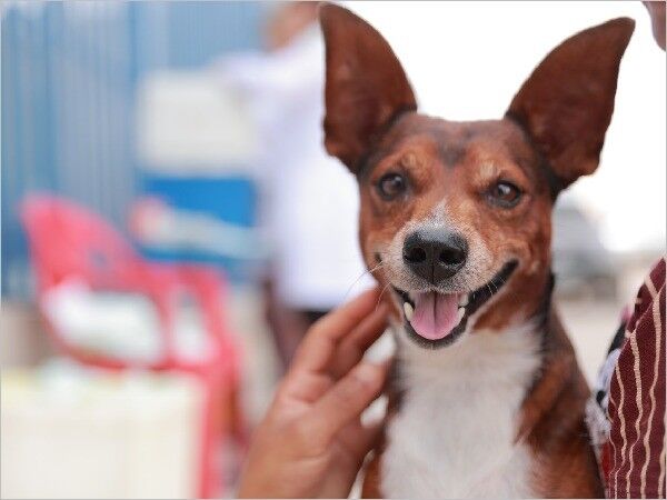 Bem-Estar Animal de Juazeiro disponibiliza telefone para atendimento