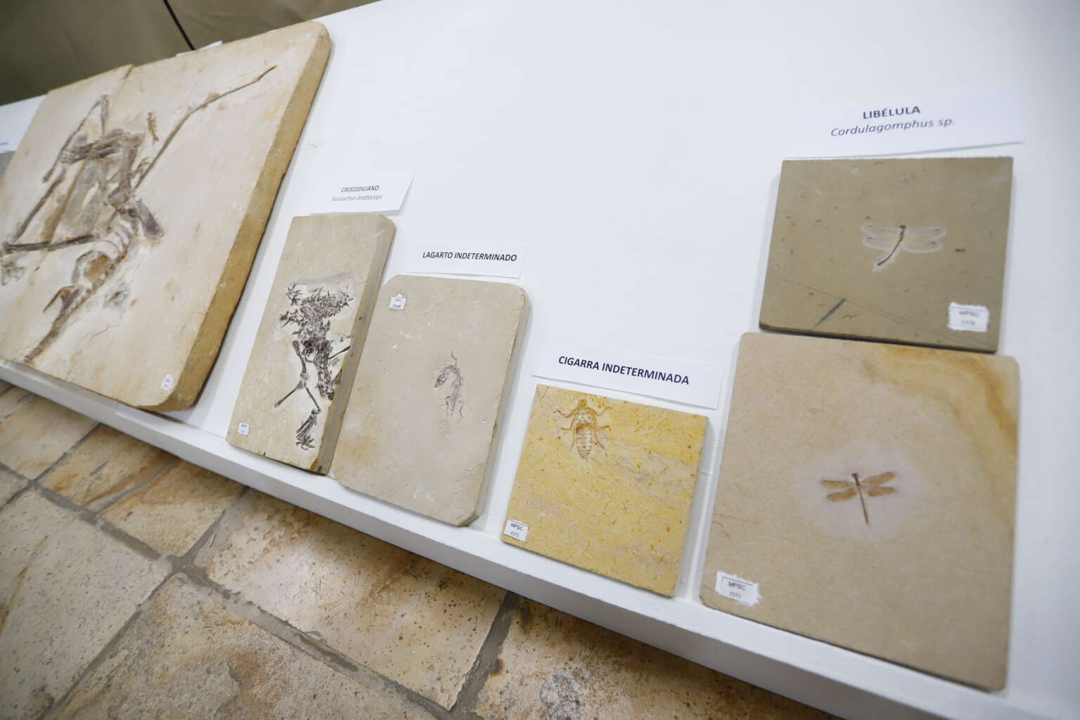 Cariri preserva fósseis raros e enfrenta contrabando histórico