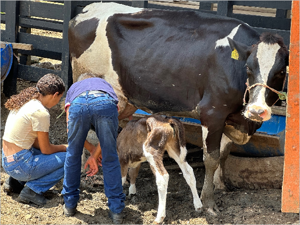 Seminário regional mobiliza setor agropecuário contra doença bovina