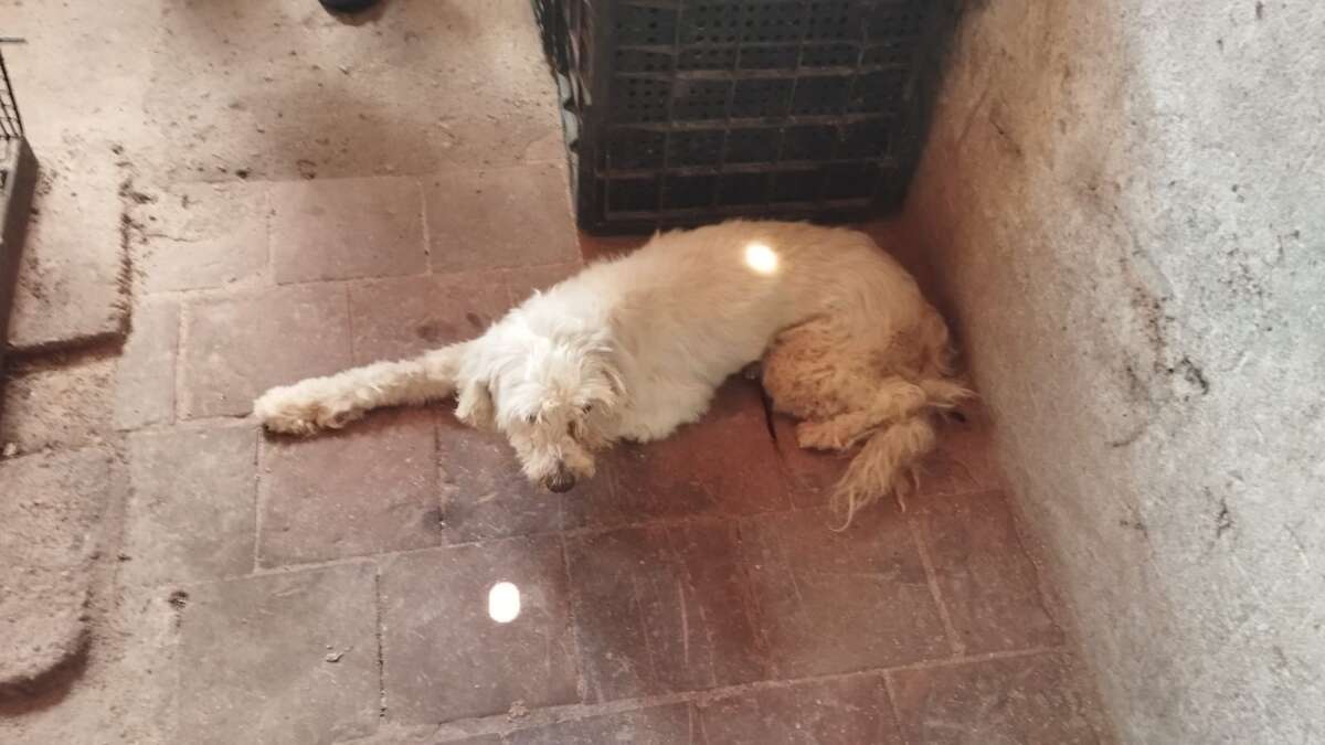 Cadela vítima de maus-tratos é resgatada em Crato