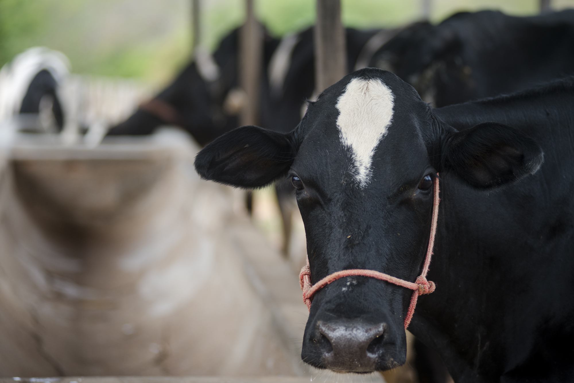 Várzea Alegre lança programa de inseminação artificial em bovinos