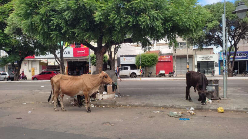 Vereador anuncia proposta de lei para combater animais soltos em Juazeiro 