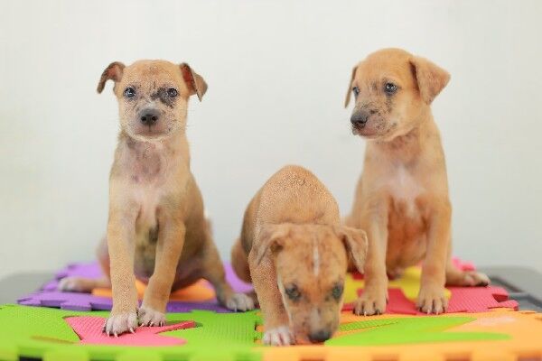 Cariri Shopping recebe evento de adoção de animais neste sábado