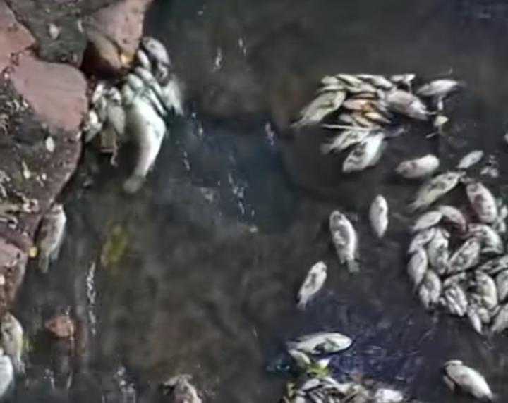 Peixes mortos são encontrados em córrego em Juazeiro