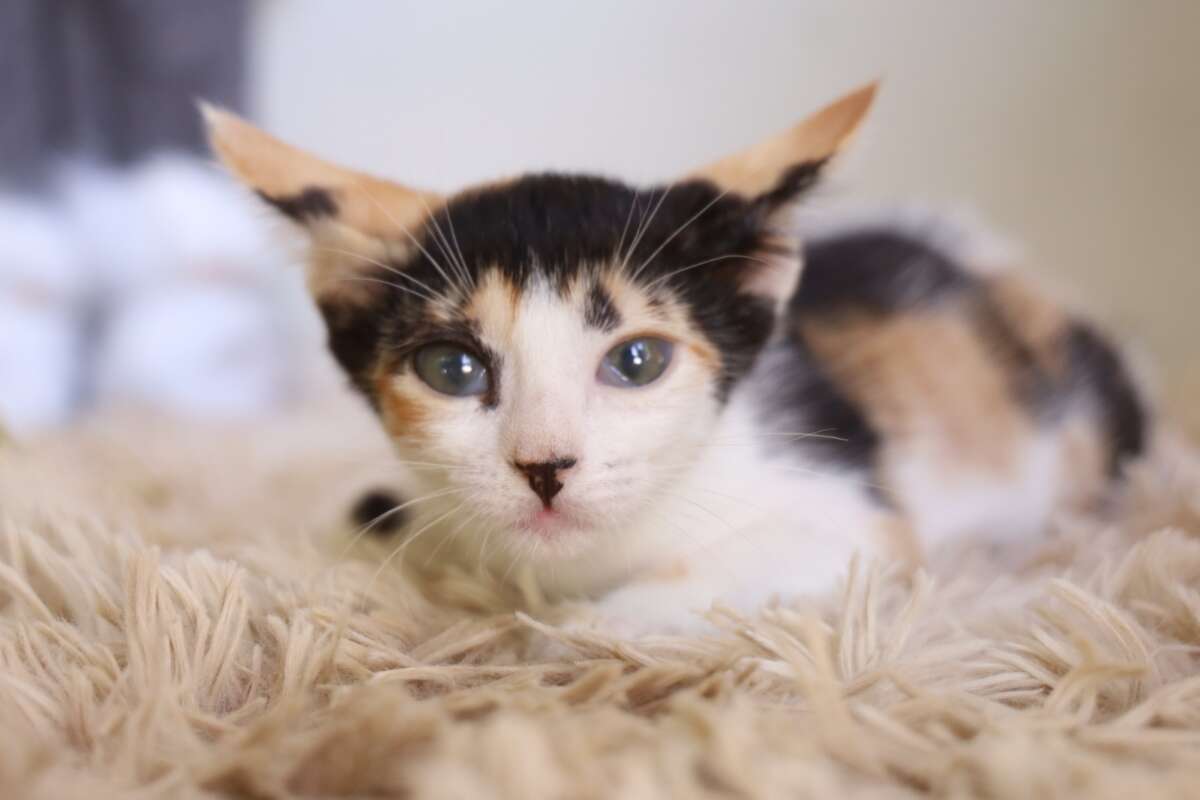 Juazeiro vai abrir cadastro para castração gratuita de cães e gatos