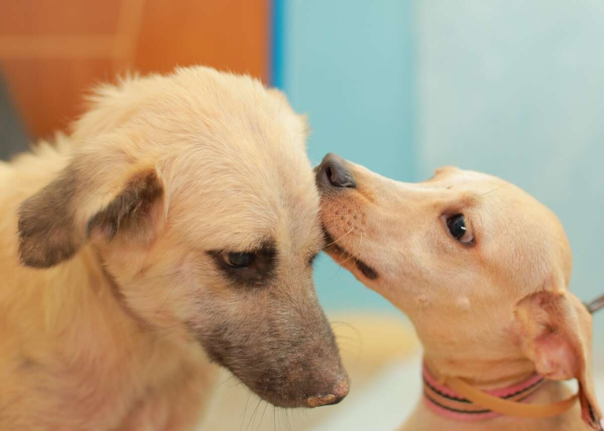 Juazeiro inicia cadastro para castração gratuita