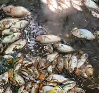 MP apura contaminação em lagoas do Parque das Timbaúbas em Juazeiro