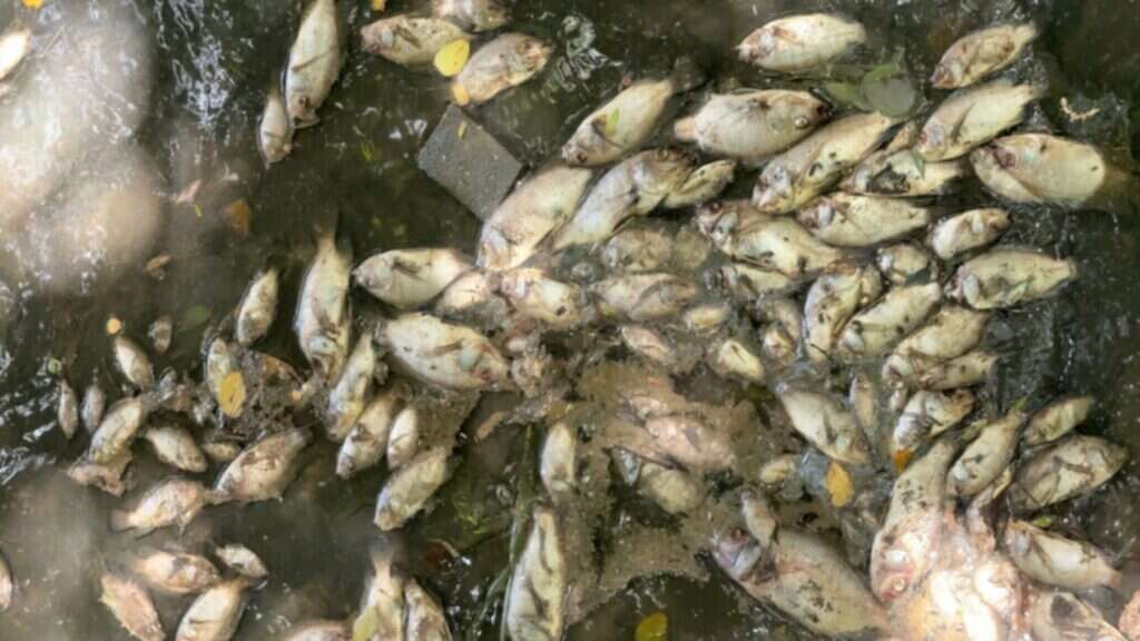 Descarte irregular de esgotos provoca a morte de centenas de peixes