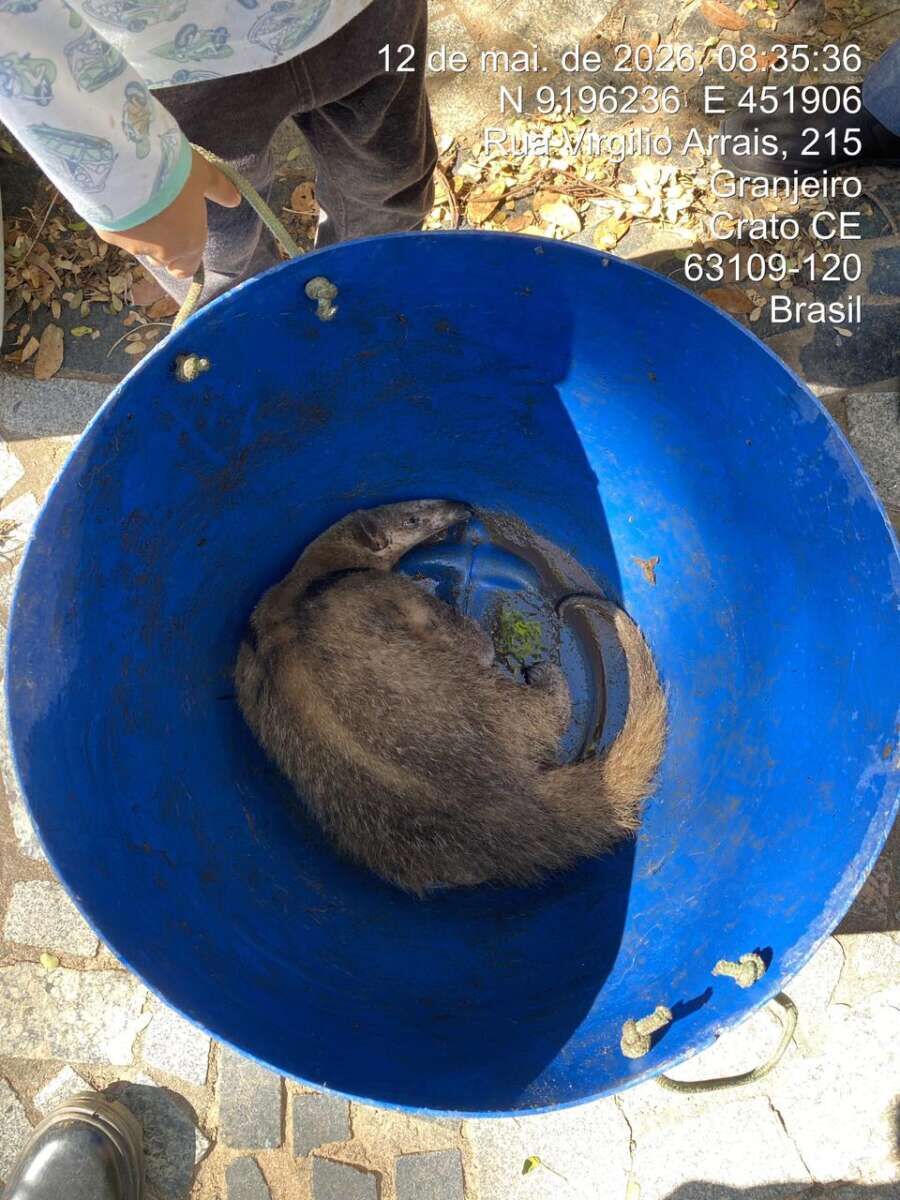 Tamanduá ferido por cães é resgatado em Crato