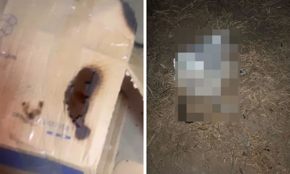 Polícia apura denúncia de maus-tratos a animal em Assaré