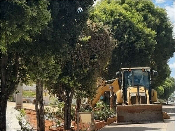 Fiscalização flagra corte irregular de árvores em Juazeiro do Norte