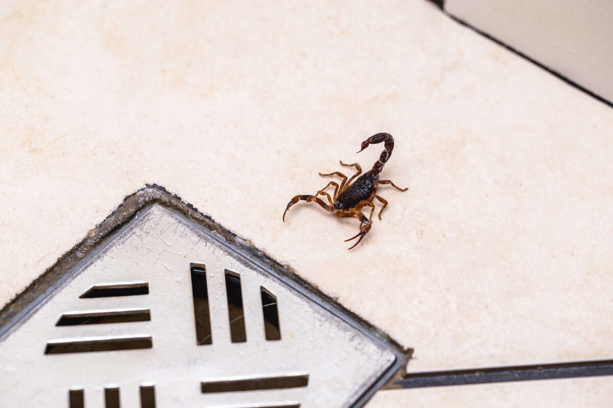 Juazeiro orienta população sobre cuidados para evitar acidentes com escorpião