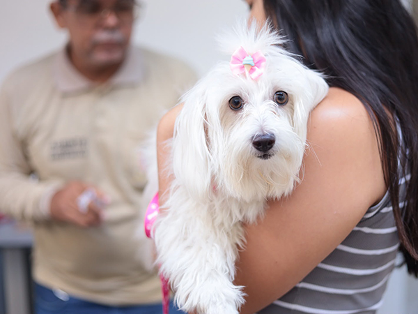 Várzea Alegre imuniza mais de 1.100 animais em Dia D da Vacinação Antirrábica