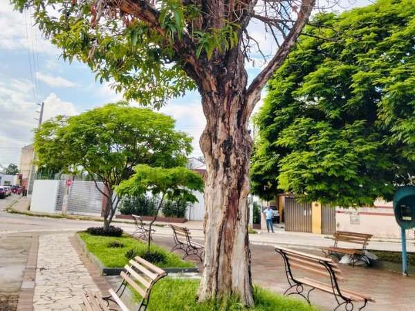 Crato realiza retirada preventiva de árvores mortas que apresentam risco à população