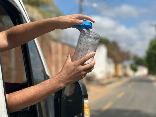 Crato inicia liberação de mosquitos que reduzem transmissão de arboviroses