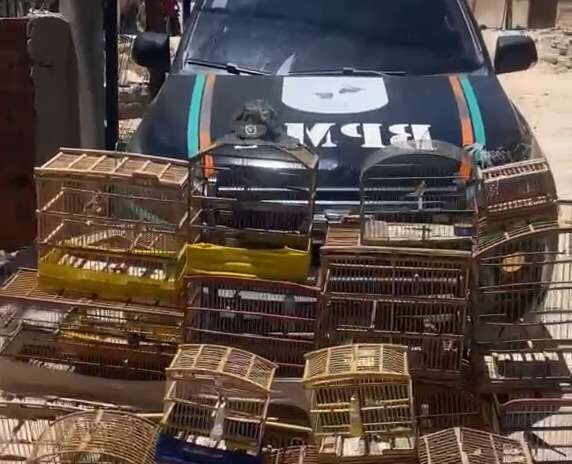 Aves silvestres são resgatadas de cativeiro irregular em Missão Velha