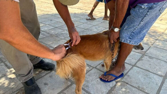 Crato vacina quase 3 mil cães e gatos durante Dia D na zona rural
